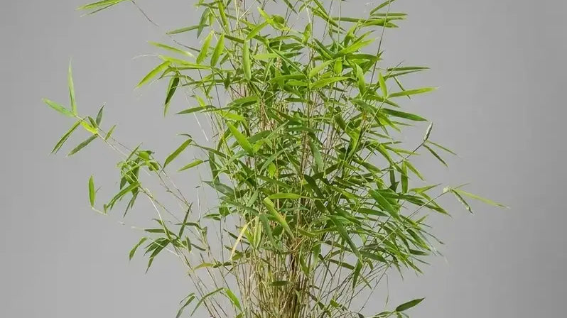 Bambù Fargesia: Soluzioni di Privacy Naturale per il tuo Giardino .